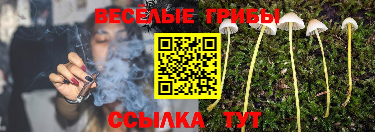 Истра  Галлюциногенные грибы Cubensis  Вход с VPN 