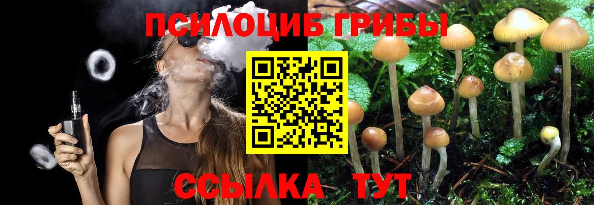 Галлюциногенные грибы Psilocybine cubensis Истра